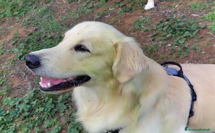 Golden Retriever cani Accoppiamento  - Annuncio 1