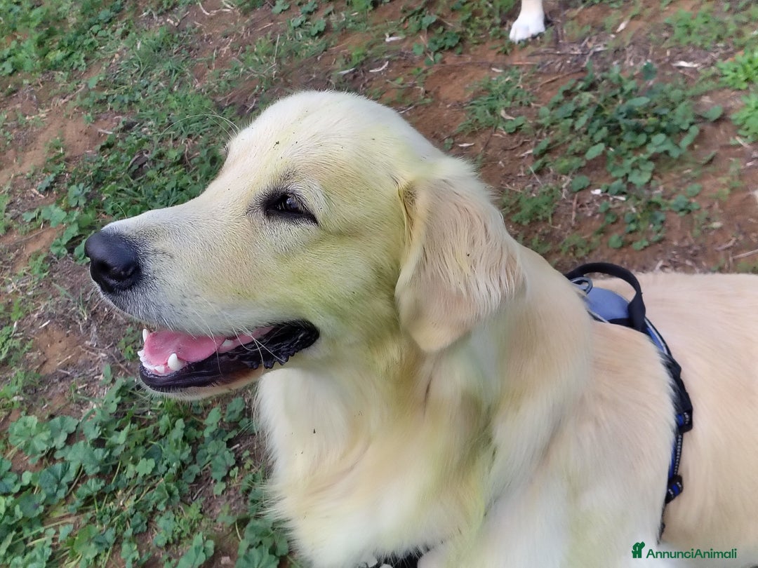 Golden Retriever cani per accoppiamento: Accoppiamento  - Annuncio 1