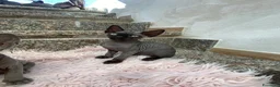 Sphynx gatti in vendita: Gatti sphynx - Annuncio 1