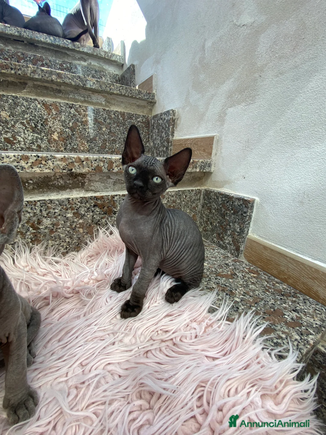 Sphynx gatti in vendita: Gatti sphynx - Annuncio 1