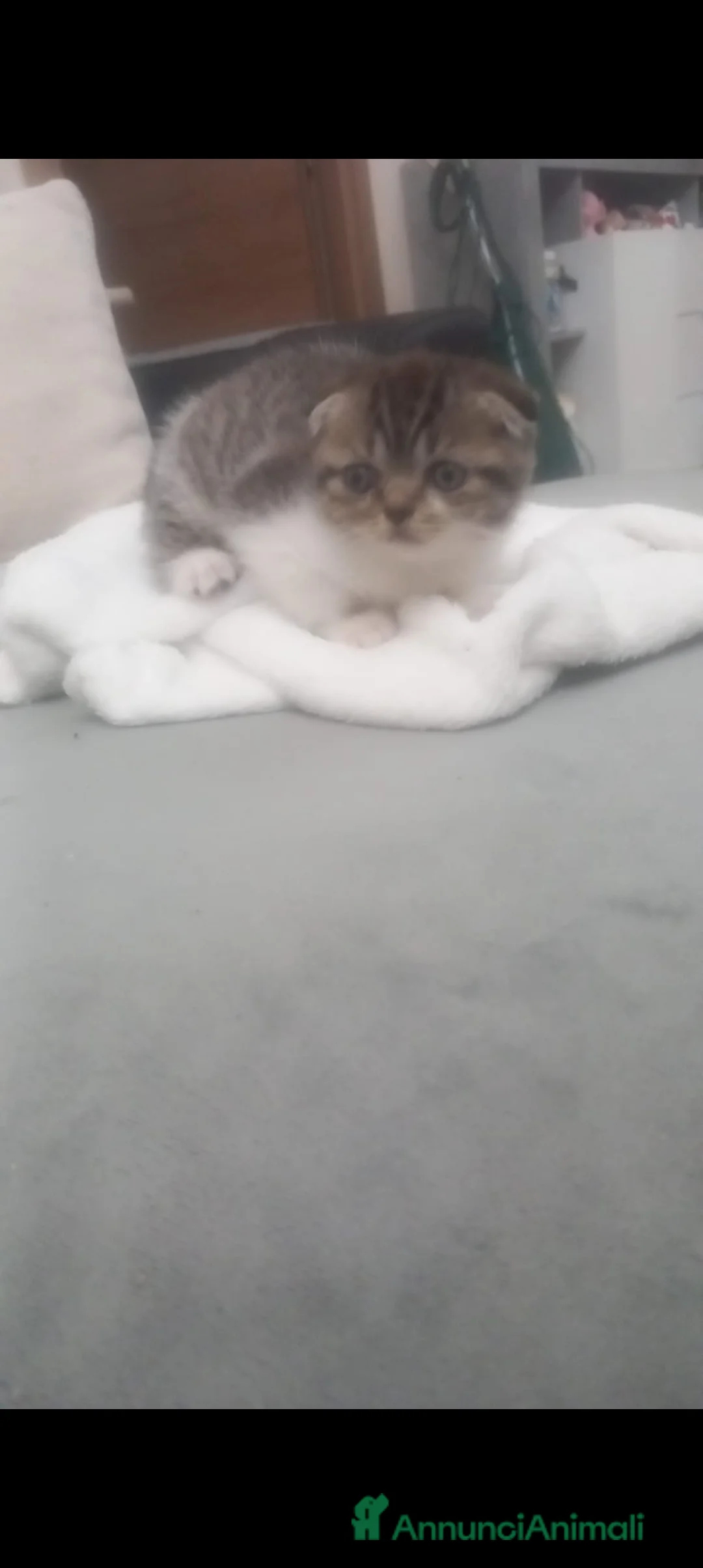 Scottish gatti in vendita: Schottich Fold  - Annuncio 4