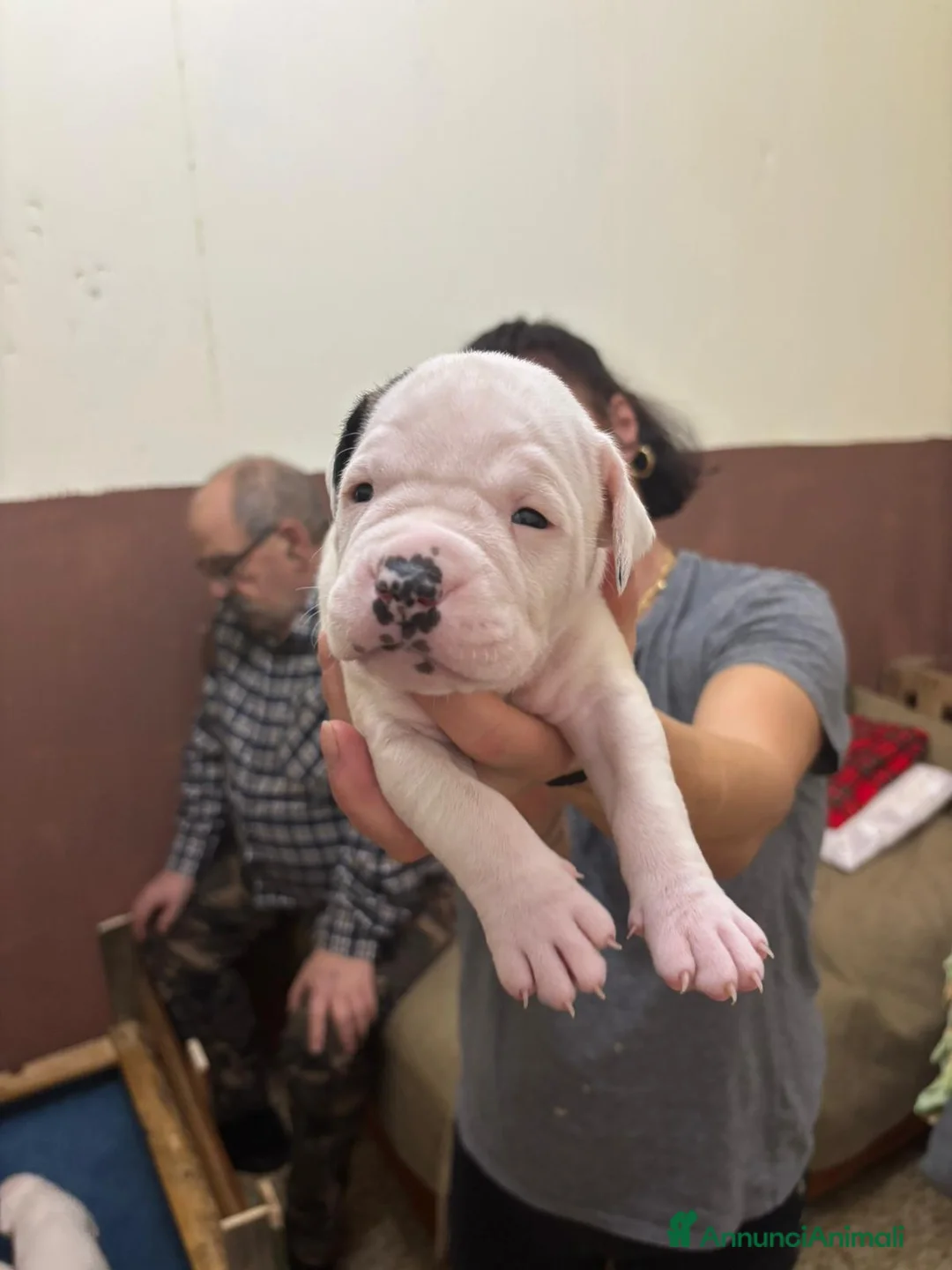 American Bully cani in vendita: BULLDOG AMERICANI - Annuncio 7