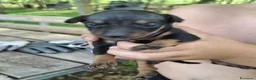 Pinscher Miniatura cani in vendita: Cuccioli di pinscher nano a Provincia di Vicenza - Annuncio 3