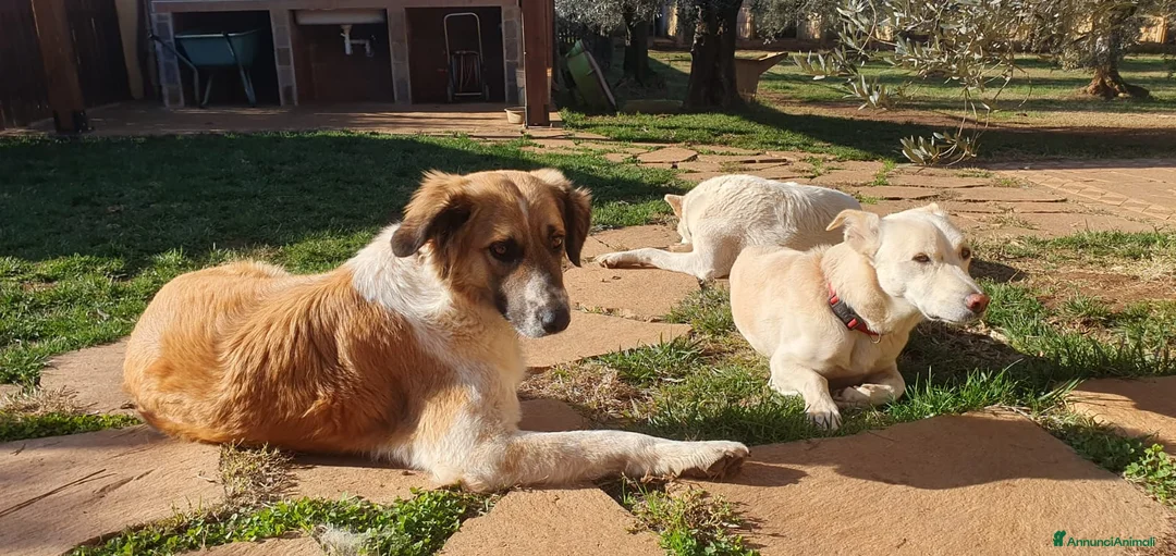 Meticcio cani in regalo: TRITONE,buono e desideroso di coccole a Pomezia - Annuncio 9