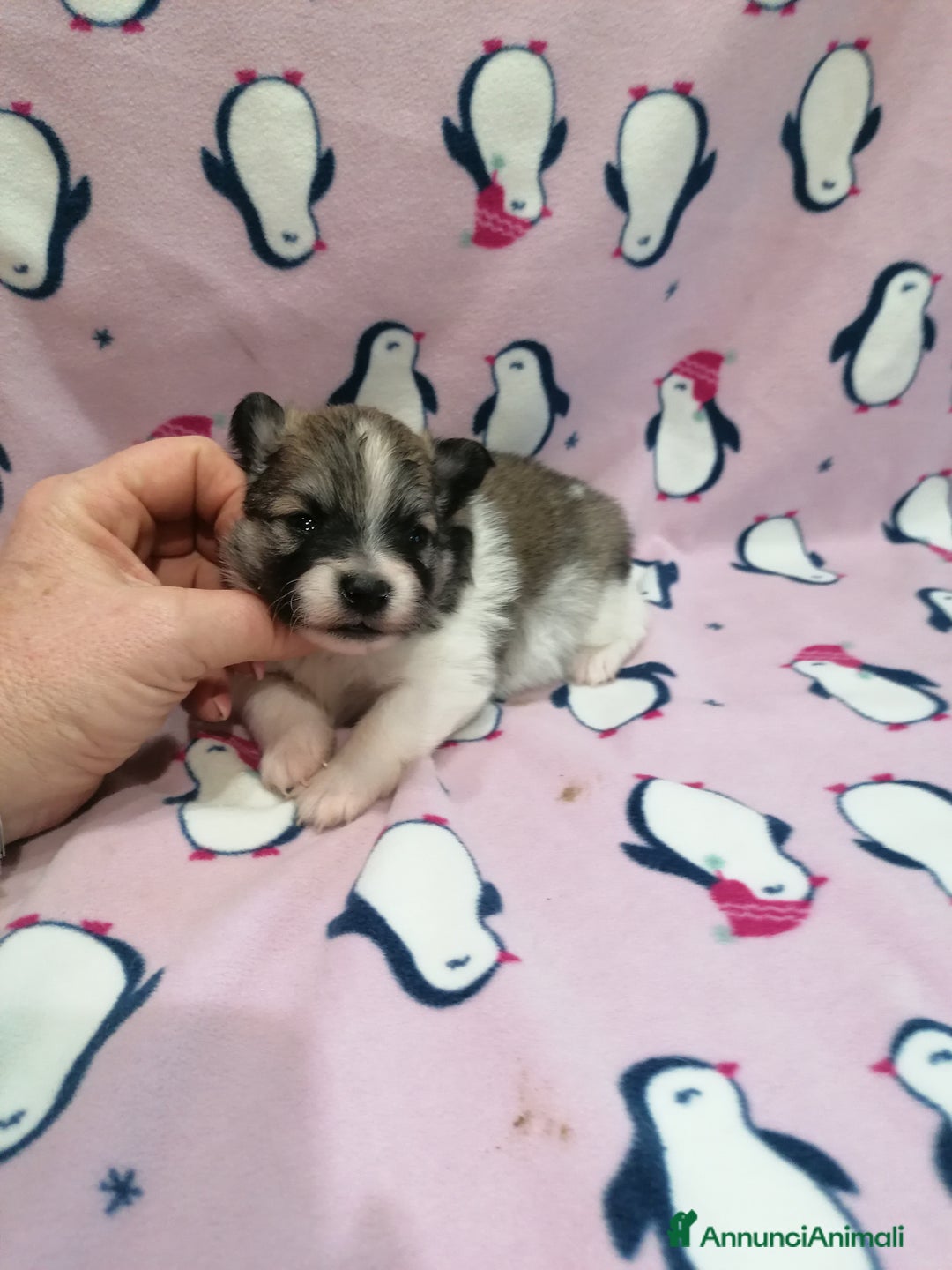 Volpino Pomerania cani in vendita: Volpino Pomerania  - Annuncio 8