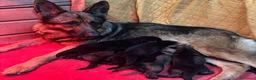 Pastore Tedesco cani in vendita: Cuccioli Pastore Tedesco linea da lavoro - Annuncio 1