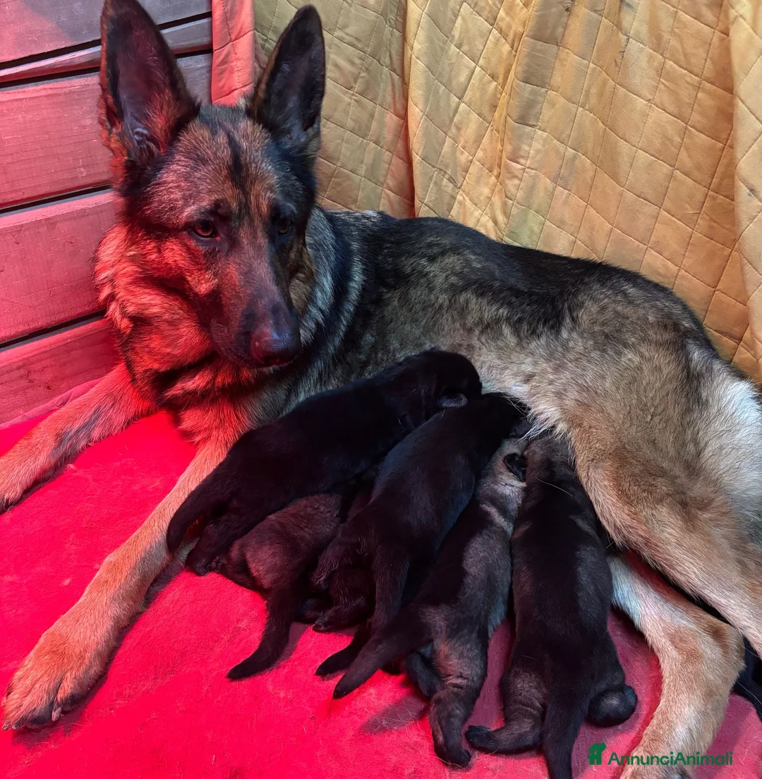 Pastore Tedesco cani in vendita: Cuccioli Pastore Tedesco linea da lavoro - Annuncio 1