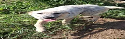 Meticcio cani in regalo: LIVIA 🩷 HA VOGLIA DI FIDARSI: TIMIDA E DOLCE. a Città Metropolitana di Bologna - Annuncio 8