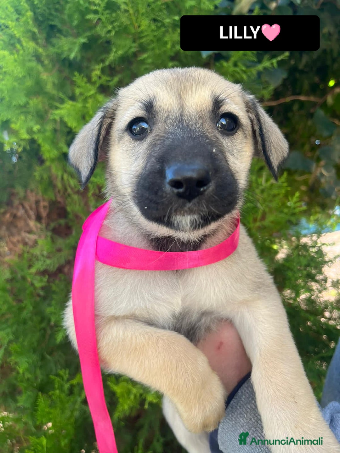 Altre razze cani in regalo:  LILLY, LORIS E TOMMY - Annuncio 3