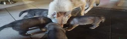Lupo Cecoslovacco cani in vendita: Lupo cecoslovacco cuccioli - Annuncio 2