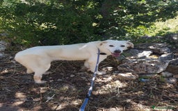 Meticcio cani in regalo: Ellen, un cane pronto a splendere a Città Metropolitana di Bari - Immagine 13