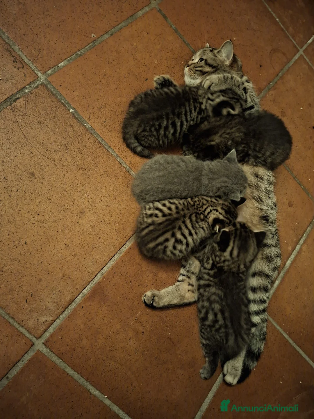 Scottish gatti in vendita: due vivaci fratellini vogliono giocare con te a Provincia di Modena - Annuncio 7