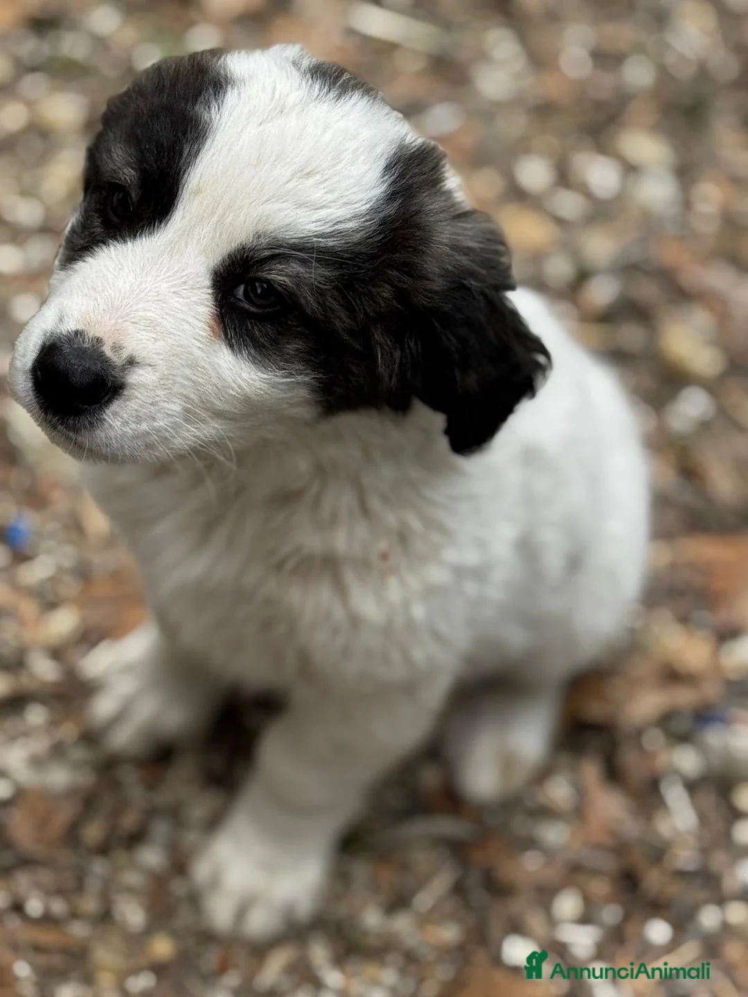 Meticcio cani in regalo: I batuffoli a Provincia di Savona - Annuncio 2