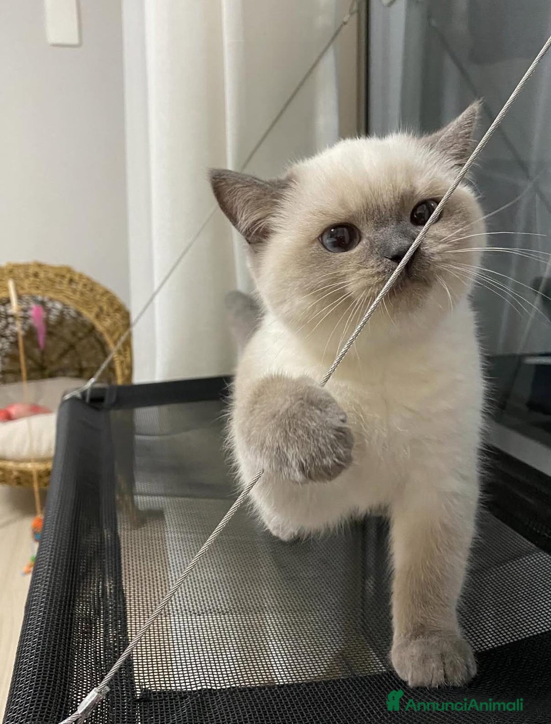 British gatti in vendita: Cuccioli di british  - Annuncio 3