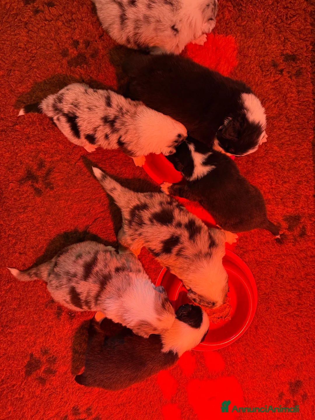 Australian Shepherd cani in vendita: Vendesi cuccioli di Australian shepherd - pedigree - Annuncio 5