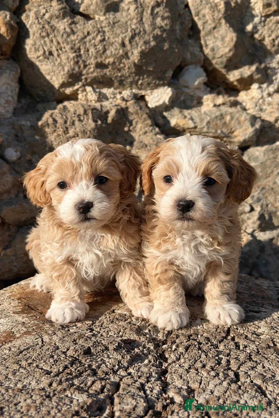 Maltipoo cani in vendita: Cuccioli di Maltipoo - Annuncio 1