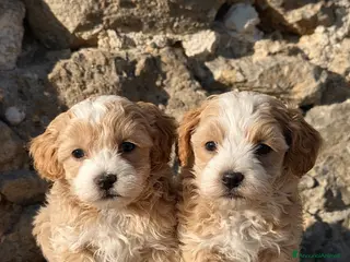 Maltipoo cani Cuccioli di Maltipoo - Annuncio 12