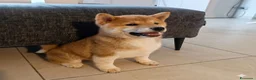 Shiba Inu cani in vendita: Cucciolo Shiba - Annuncio 4