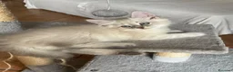 Siberiano gatti in vendita: Gattini Siberiani Ipoallergenici a Provincia di Brescia - Annuncio 6