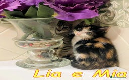 Europeo gatti in regalo: LIA E MIA DUE TENERE CUCCIOLINE a Città metropolitana di Roma Capitale - Immagine 3