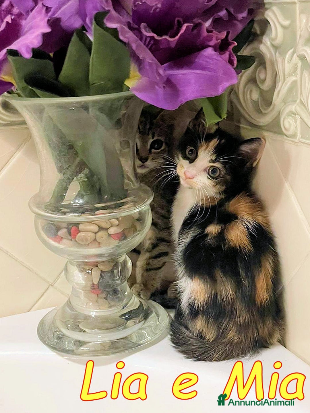 Europeo gatti in regalo: LIA E MIA DUE TENERE CUCCIOLINE a Città metropolitana di Roma Capitale - Immagine 3