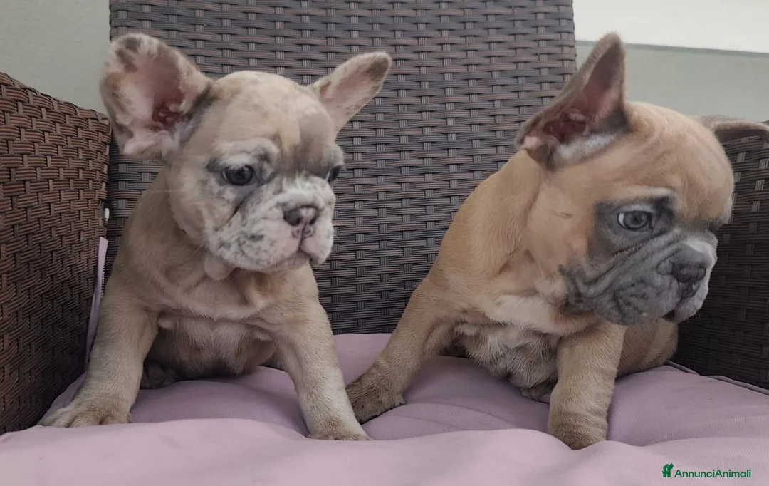 Bulldog Francese cani in vendita: Bulldog francese  - Annuncio 2
