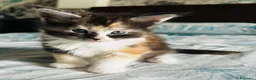 Maine Coon gatti in vendita: Maine Coon con pedigree  - Annuncio 9