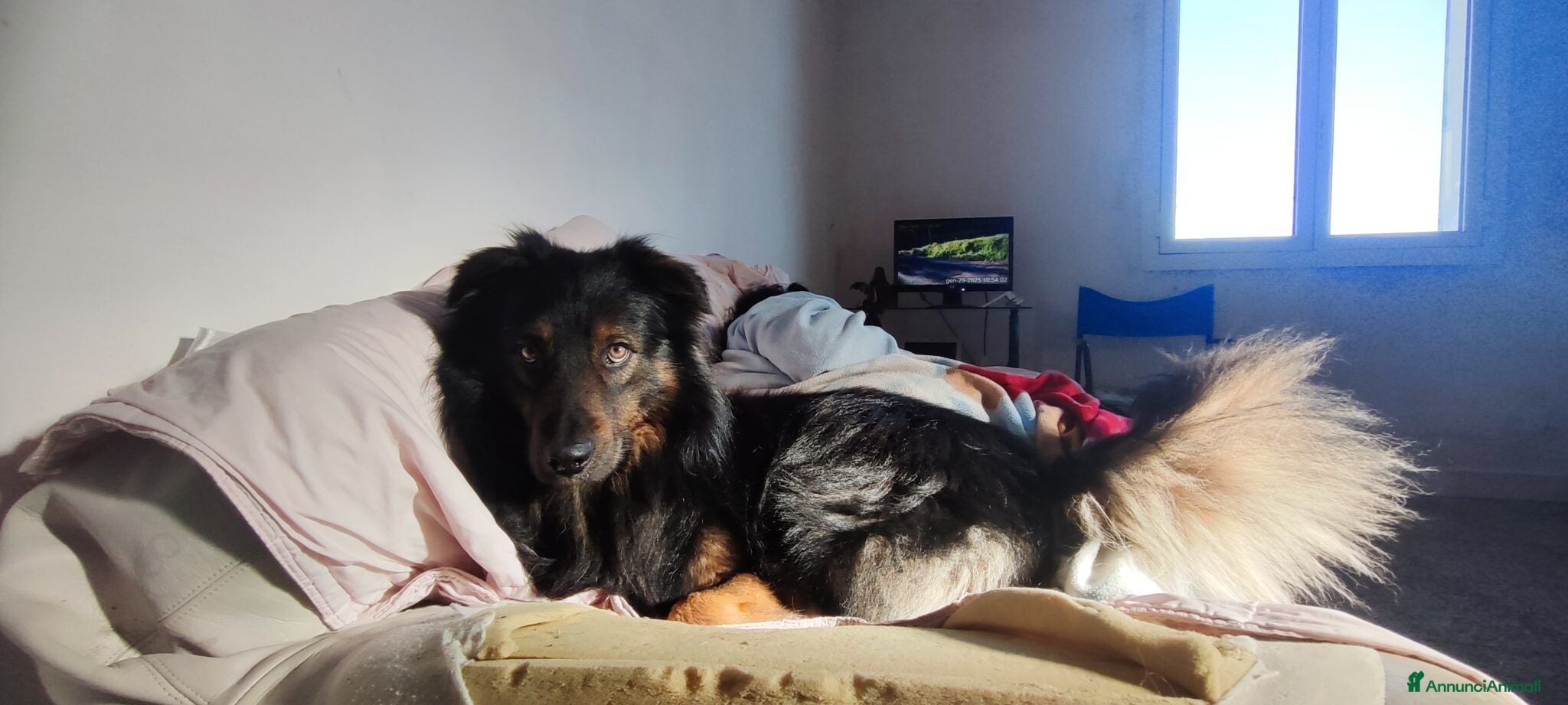 Meticcio cani Cerco in REGALO cucciolo per compagnia e guardia. - Annuncio 19