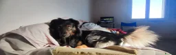 Meticcio cani in regalo: Cerco in REGALO cucciolo per compagnia e guardia. a Provincia di Imperia - Annuncio 1