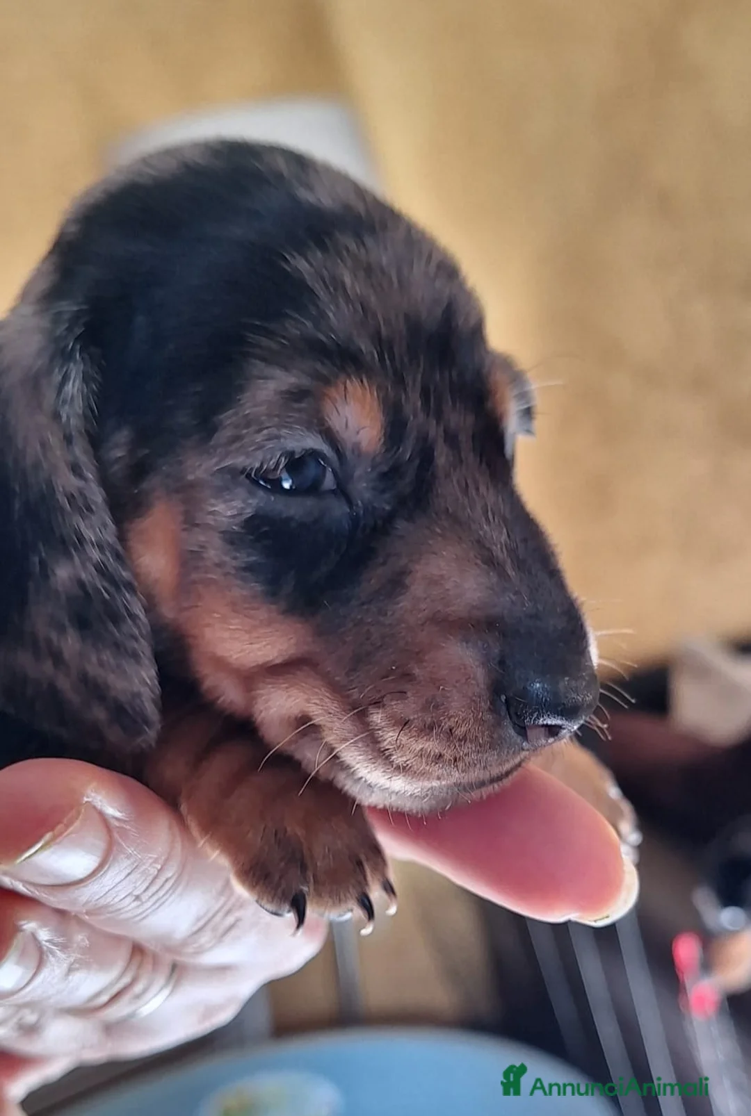 Bassotto cani in vendita: Bassotto arlecchino pedigree ENCI  - Annuncio 5