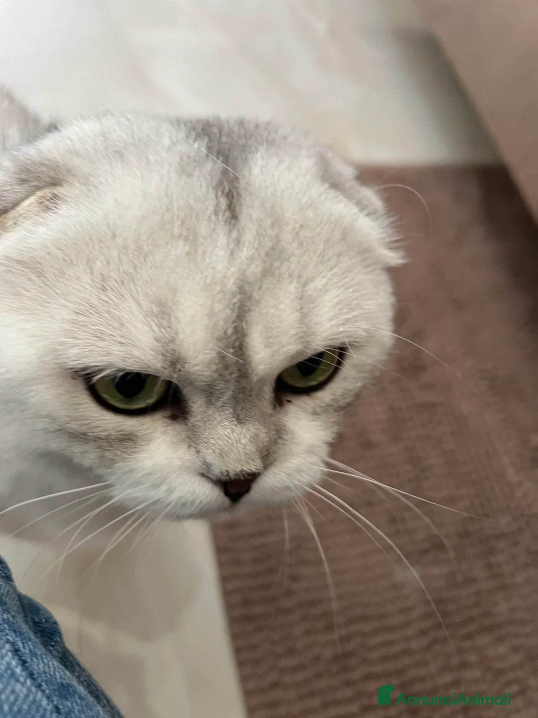 Scottish gatti in regalo: In regalo - Annuncio 3