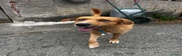 Meticcio cani in regalo: Rick  - Annuncio 8