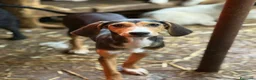Meticcio cani in regalo: 4 CUCCIOLI simpaticissimi e coccoloni in canile! - Annuncio 8
