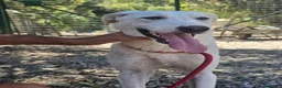 Meticcio cani in regalo: RADJA  a Provincia di Crotone - Annuncio 3