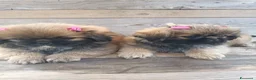Pechinese cani in vendita: piccoli cuccioli di pechinese - Annuncio 4
