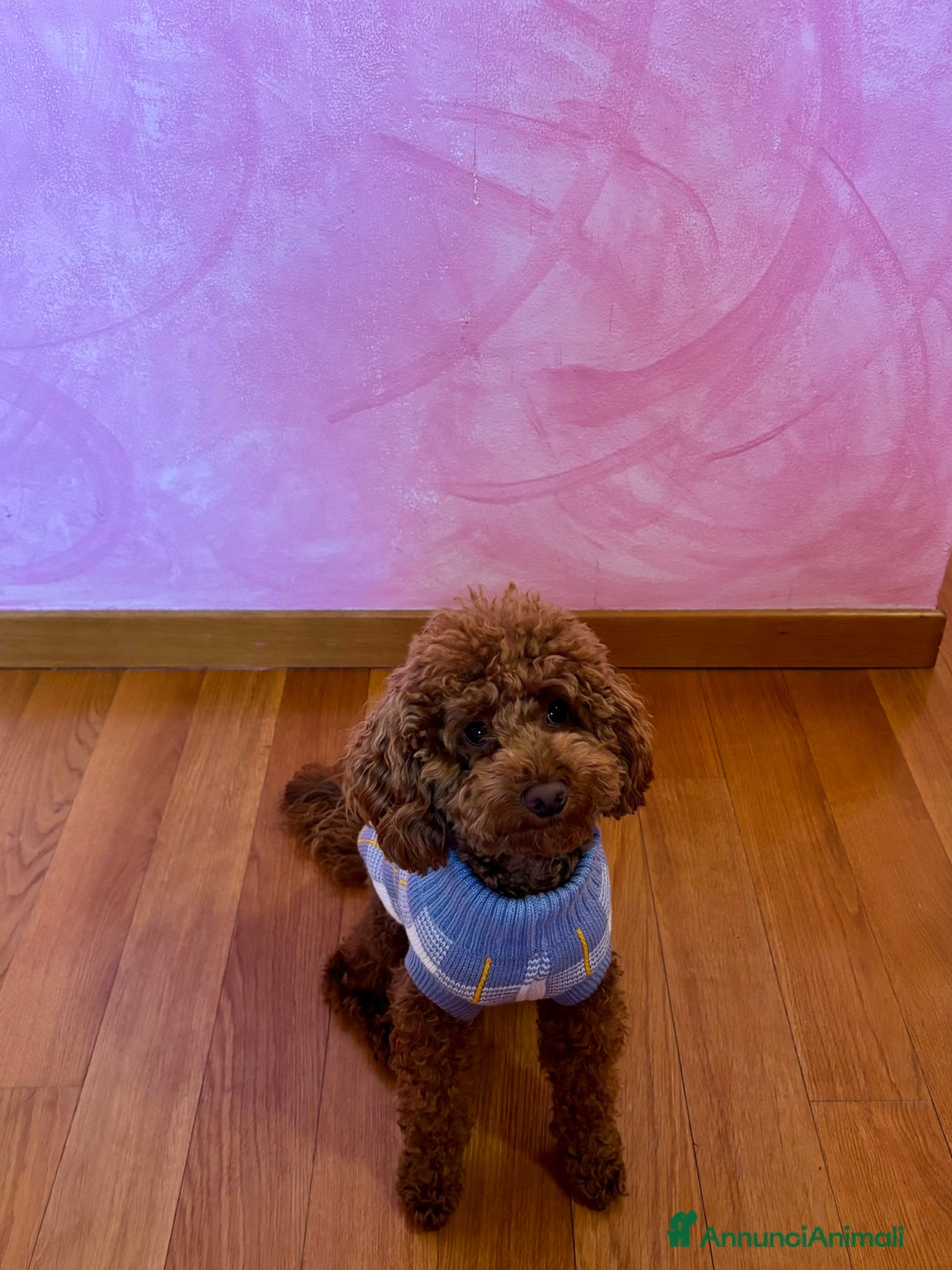 Barboncino Toy cani per accoppiamento: Barboncino toy red disponibile per accoppiamento  a Provincia di Rimini - Annuncio 6