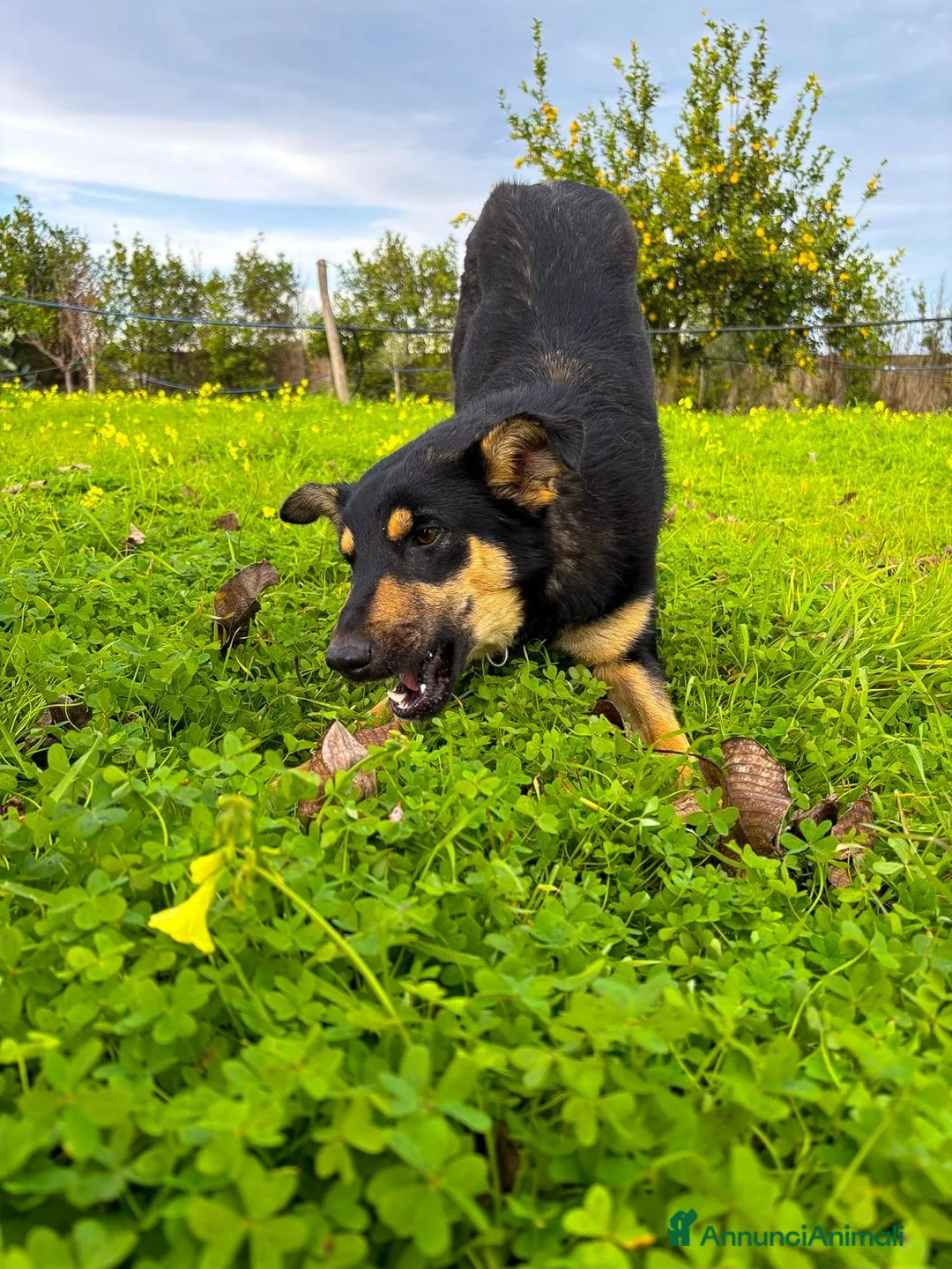 Meticcio cani in regalo: ADA 🩷 - cucciola taglia media contenuta cerca 🏠  - Annuncio 2