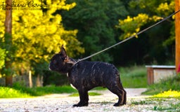 Bulldog Francese cani in vendita: Cucciolo maschio bouledogue francese  - Immagine 3