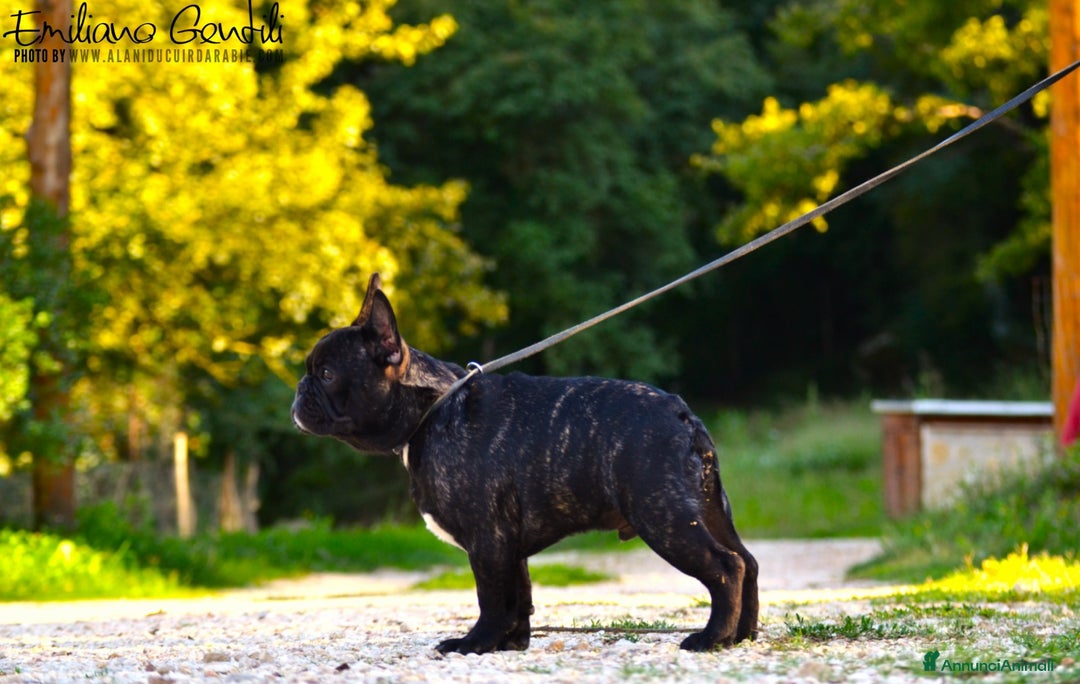 Bulldog Francese cani in vendita: Cucciolo maschio bouledogue francese  - Immagine 3