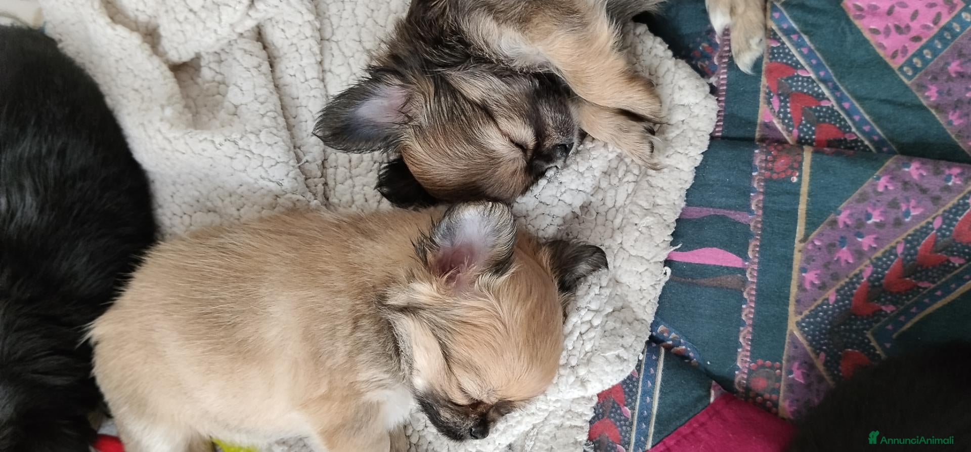 Chihuahua cani Cuccioli Chihuahua pelo lungo con pedigree Enci  - Annuncio 2