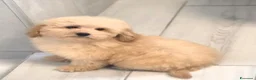 Barboncino Toy cani in vendita: Barboncino toy - Annuncio 6