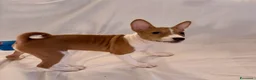 Basenji cani in vendita: Cuccioli di Basenji, disponibili da fine settembre - Annuncio 7