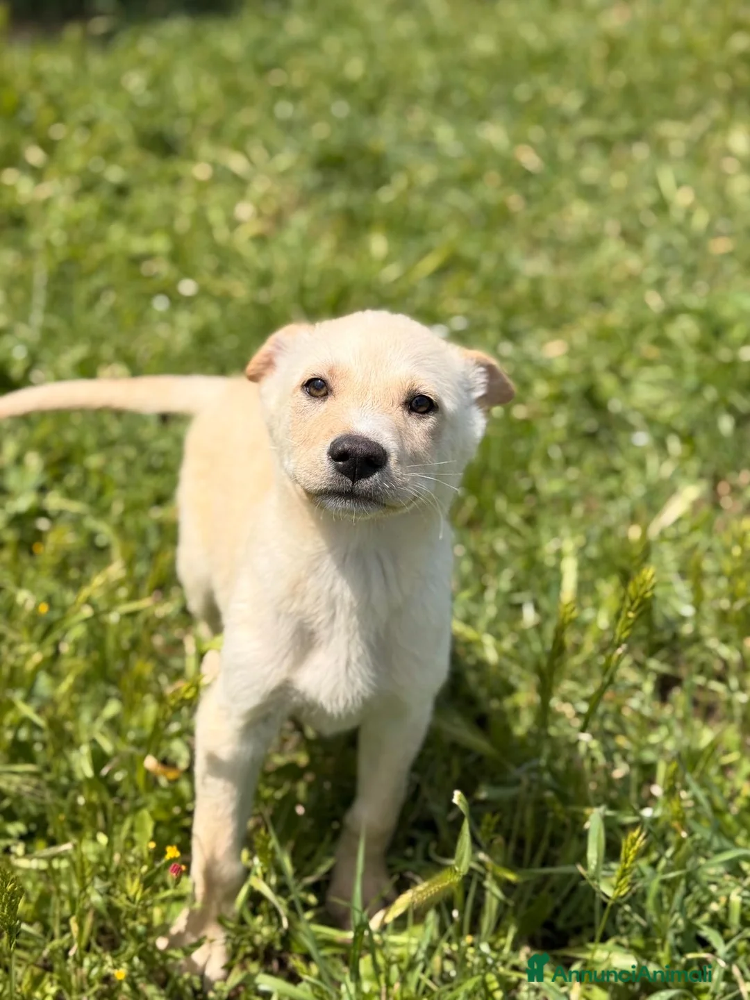 Meticcio cani in regalo: Pipo ❤️ - Annuncio 4