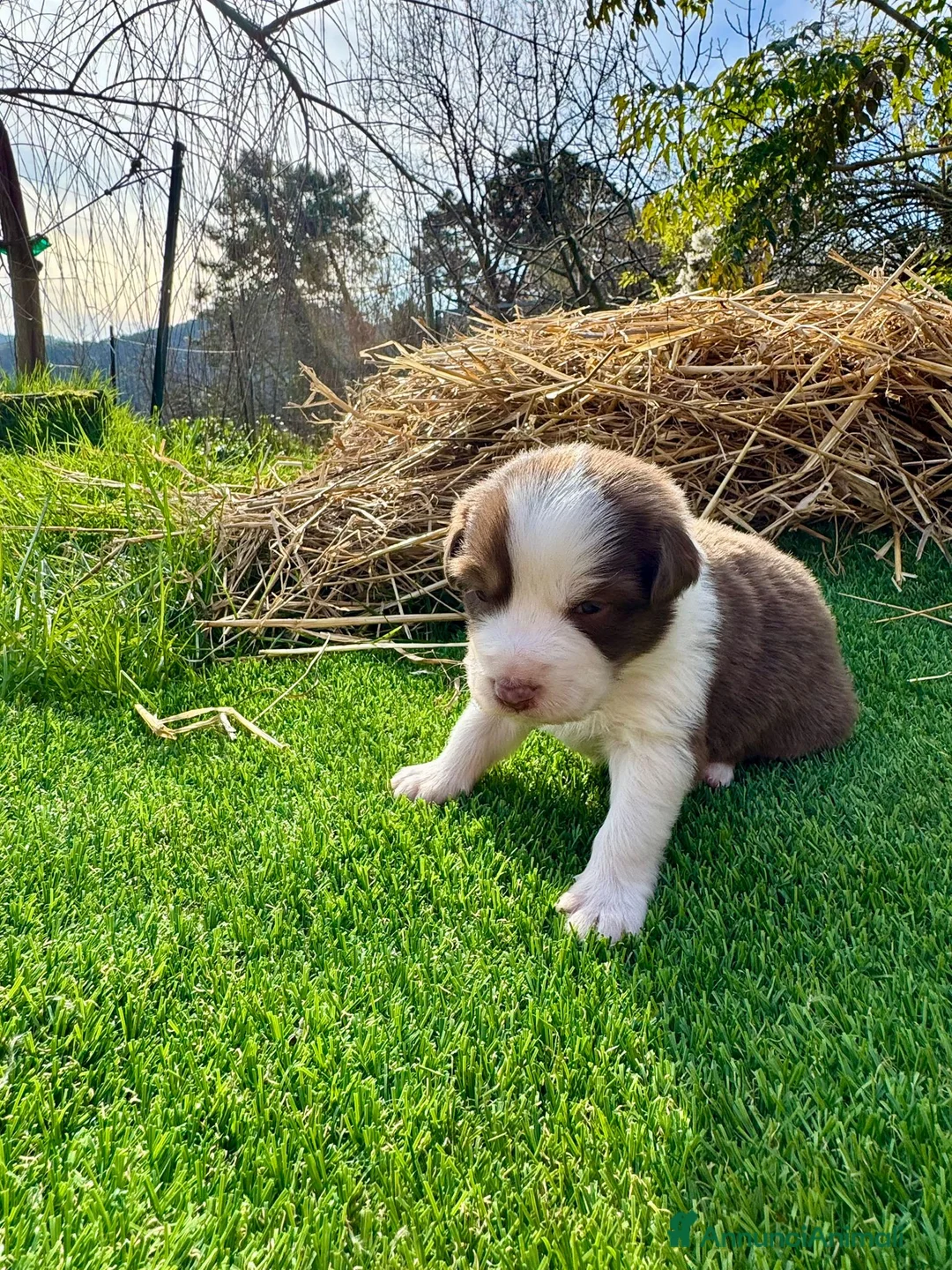 Australian Shepherd cani in vendita: Vendesi Cuccioli di Pastore Australiano  RED MERLE - Annuncio 14