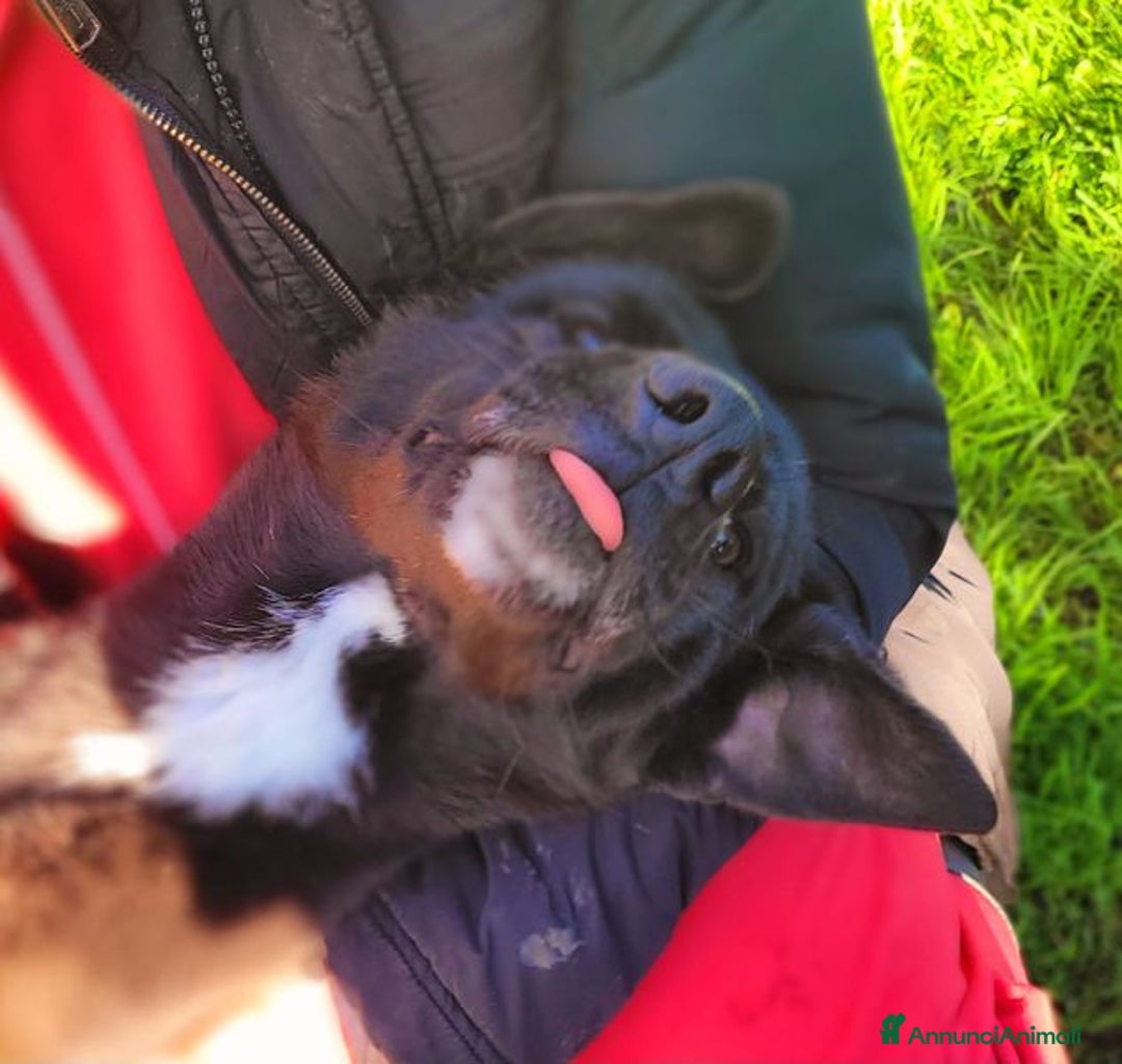 Labrador cani in regalo: Bibbi' la gioia del suo essere ti prende il cuore - Annuncio 4