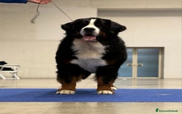 Bovaro del Bernese cani per accoppiamento: Bovaro del bernese disponibile per monte a Città Metropolitana di Firenze - Immagine 2