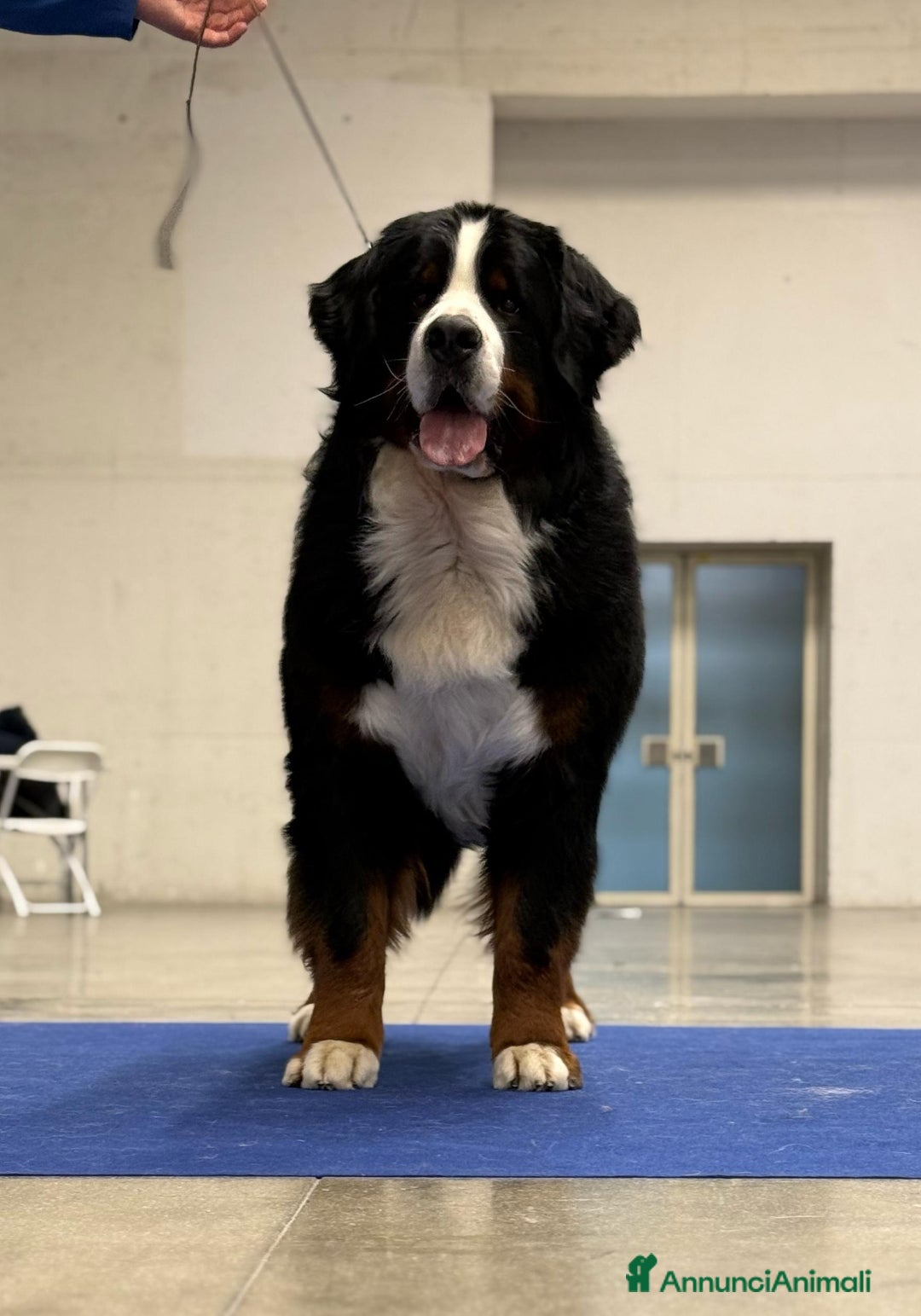 Bovaro del Bernese cani per accoppiamento: Bovaro del bernese disponibile per monte a Città Metropolitana di Firenze - Immagine 2