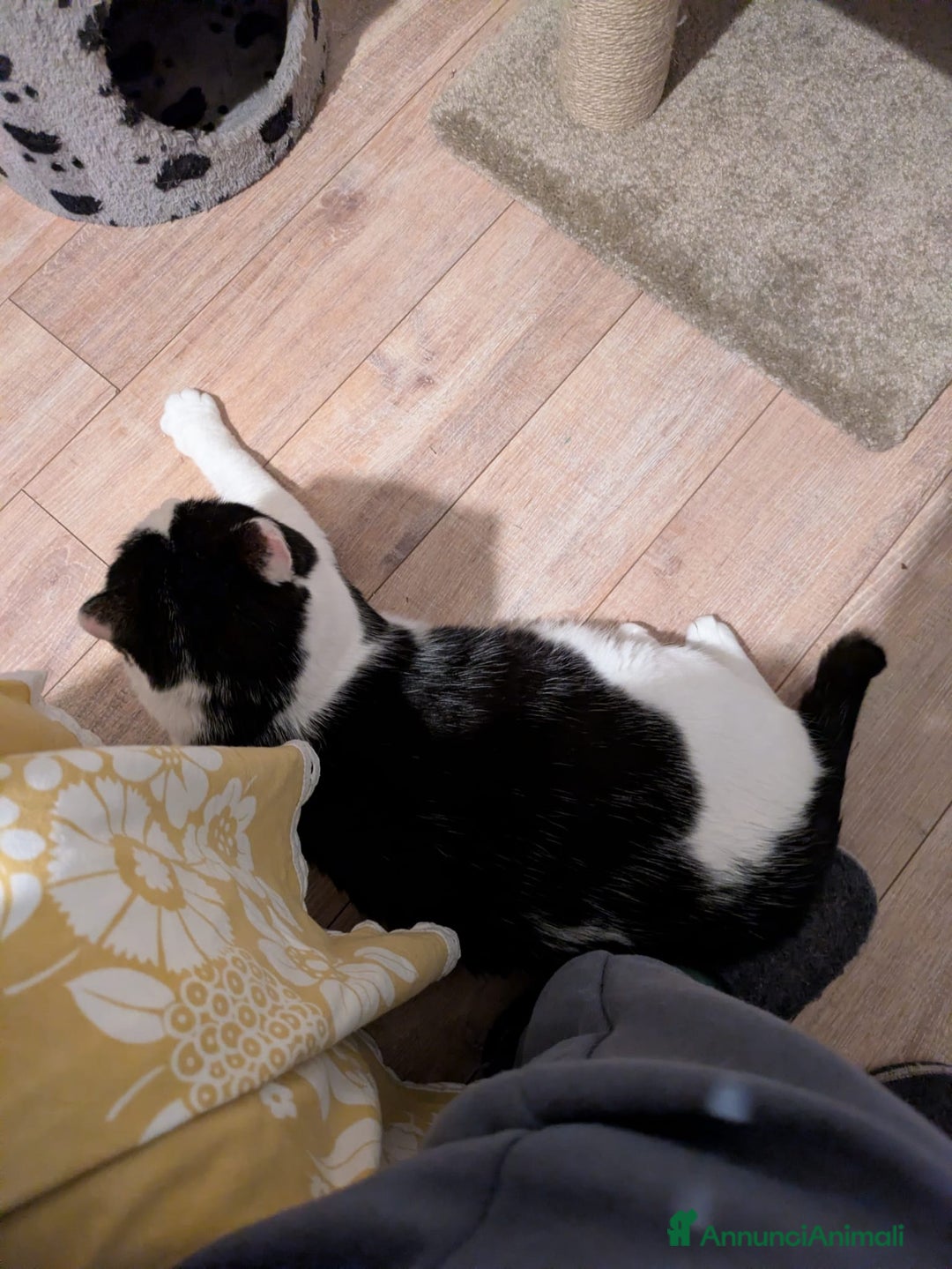 Meticcio gatti in regalo: Mau micione timido buono e bello - Annuncio 5