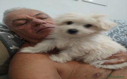 Maltese cani in vendita: Maltese toy maschio a Province of Prato - Immagine 3