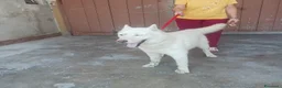 Husky cani in regalo: Zeus: giovane Siberian Husky socievole con tutti  - Annuncio 19